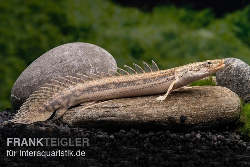 Lapradei-Flösselhecht, Polypterus lapradei, 20-30 cm Lapradei-Flösselhecht, Polypterus Lapradei, 20-30 Cm -Zoofachgeschäft Lapradei Floesselhecht Polypterus lapradei 3