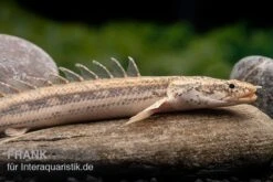Lapradei-Flösselhecht, Polypterus Lapradei, 20-30 Cm 5 Lapradei-Flösselhecht, Polypterus Lapradei, 20-30 Cm -Zoofachgeschäft Lapradei Floesselhecht Polypterus lapradei 4