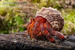 Lava-Landeinsiedlerkrebs, Coenobita Sp. Lava (Größe XL) -Zoofachgeschäft Lava Landeinsiedlerkrebs Coenobita sp Lava 3