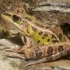 Leopardfrosch, Rana Pipiens -Zoofachgeschäft Leopardfrosch Rana pipiens 2