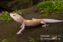 Leopardgecko, Eublepharis Macularius, BELL ALBINO