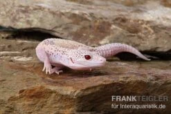 Leopardgecko, Eublepharis Macularius, BELL ALBINO ENIGMA -Zoofachgeschäft Leopardgecko Eublepharis macularius Bell Albino Enigma 2