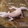 Leopardgecko, Eublepharis Macularius, BELL ALBINO ENIGMA -Zoofachgeschäft Leopardgecko Eublepharis macularius Bell Albino Enigma 24