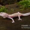 Leopardgecko, Eublepharis Macularius, BELL ALBINO MACK SNOW 1 Leopardgecko, Eublepharis Macularius, BELL ALBINO MACK SNOW -Zoofachgeschäft Leopardgecko Eublepharis macularius Bell Albino Mack Snow 10