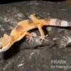 Leopardgecko, Eublepharis Macularius, HIGH YELLOW -Zoofachgeschäft Leopardgecko Eublepharis macularius High Yellow2