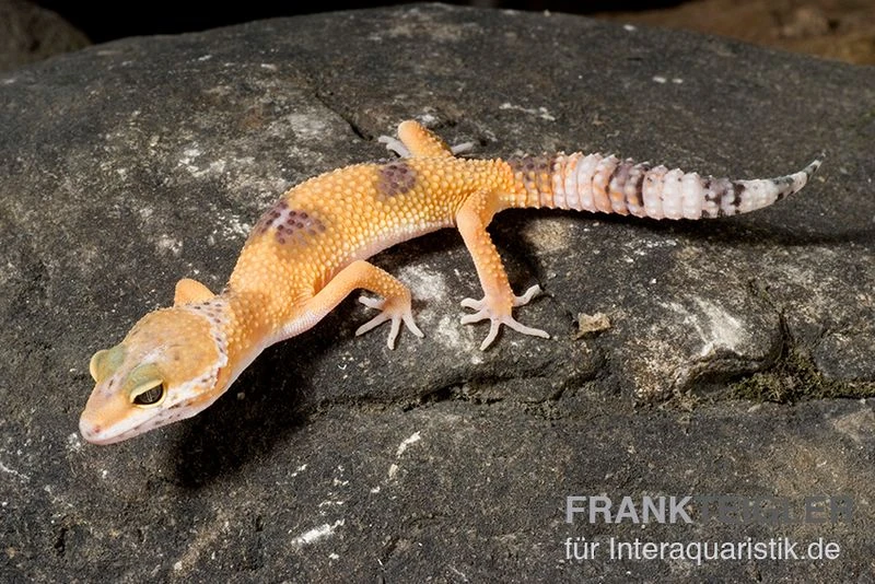 Leopardgecko, Eublepharis macularius, HIGH YELLOW Leopardgecko, Eublepharis Macularius, HIGH YELLOW -Zoofachgeschäft Leopardgecko Eublepharis macularius High Yellow2