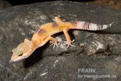 Leopardgecko, Eublepharis Macularius, HIGH YELLOW 4 Leopardgecko, Eublepharis Macularius, HIGH YELLOW -Zoofachgeschäft Leopardgecko Eublepharis macularius High Yellow2 1