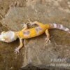 Leopardgecko, Eublepharis Macularius, LEMON FROST 1 Leopardgecko, Eublepharis Macularius, LEMON FROST -Zoofachgeschäft Leopardgecko Eublepharis macularius Lemon Frost