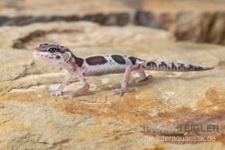Leopardgecko, Eublepharis Macularius, MACK SNOW -Zoofachgeschäft Leopardgecko Eublepharis macularius Mack Snow 14