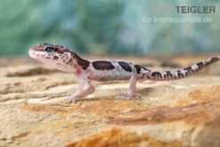 Leopardgecko, Eublepharis Macularius, MACK SNOW -Zoofachgeschäft Leopardgecko Eublepharis macularius Mack Snow 2