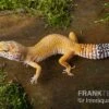 Leopardgecko, Eublepharis Macularius, NORMAL -Zoofachgeschäft Leopardgecko Eublepharis macularius Normal 1