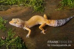 Leopardgecko, Eublepharis Macularius, NORMAL
