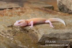 Leopardgecko, Eublepharis Macularius, RAPTOR -Zoofachgeschäft Leopardgecko Eublepharis macularius Raptor 4