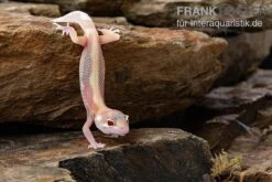 Leopardgecko, Eublepharis Macularius, STRIPE TREMPER ALBINO ECLIPSE -Zoofachgeschäft Leopardgecko Eublepharis macularius Stripe Tremper Albino Eclipse 11