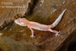 Leopardgecko, Eublepharis Macularius, STRIPE TREMPER ALBINO ECLIPSE -Zoofachgeschäft Leopardgecko Eublepharis macularius Stripe Tremper Albino Eclipse 12