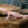 Leopardgecko, Eublepharis Macularius, STRIPE TREMPER ALBINO ECLIPSE 2 Leopardgecko, Eublepharis Macularius, STRIPE TREMPER ALBINO ECLIPSE -Zoofachgeschäft Leopardgecko Eublepharis macularius Stripe Tremper Albino Eclipse 14
