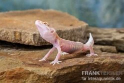 Leopardgecko, Eublepharis Macularius, STRIPE TREMPER ALBINO ECLIPSE -Zoofachgeschäft Leopardgecko Eublepharis macularius Stripe Tremper Albino Eclipse 4