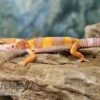 Leopardgecko, Eublepharis Macularius, TANGERINE -Zoofachgeschäft Leopardgecko Eublepharis macularius Tangerine 4
