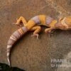 Leopardgecko, Eublepharis Macularius, TANGERINE BELL ALBINO -Zoofachgeschäft Leopardgecko Eublepharis macularius Tangerine Bell Albino 6