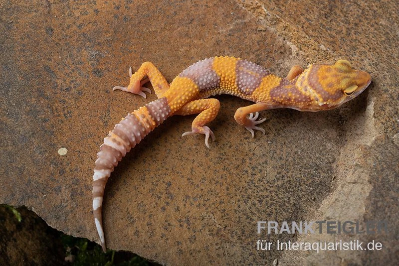 Leopardgecko, Eublepharis macularius, TANGERINE BELL ALBINO Leopardgecko, Eublepharis Macularius, TANGERINE BELL ALBINO -Zoofachgeschäft Leopardgecko Eublepharis macularius Tangerine Bell Albino 6