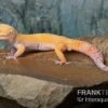 Leopardgecko, Eublepharis Macularius, TANGERINE ECLIPSE -Zoofachgeschäft Leopardgecko Eublepharis macularius Tangerine Eclipse 11