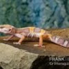 Leopardgecko, Eublepharis Macularius, TREMPER ALBINO JUNGLE MACK SNOW -Zoofachgeschäft Leopardgecko Eublepharis macularius Tremper Albino Jungle Mack Snow
