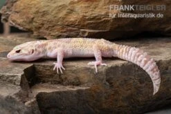 Leopardgecko, Eublepharis Macularius, TREMPER ALBINO MACK SNOW ECLIPSE -Zoofachgeschäft Leopardgecko Eublepharis macularius Tremper Albino Mack Snow Eclipse 10