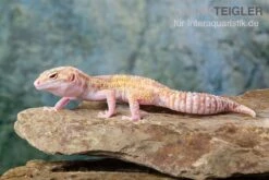 Leopardgecko, Eublepharis Macularius, TREMPER ALBINO MACK SNOW ECLIPSE -Zoofachgeschäft Leopardgecko Eublepharis macularius Tremper Albino Mack Snow Eclipse 16