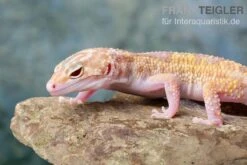 Leopardgecko, Eublepharis Macularius, TREMPER ALBINO MACK SNOW ECLIPSE -Zoofachgeschäft Leopardgecko Eublepharis macularius Tremper Albino Mack Snow Eclipse 18