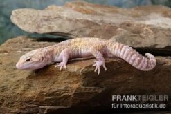 Leopardgecko, Eublepharis Macularius, TREMPER ALBINO MACK SNOW ECLIPSE -Zoofachgeschäft Leopardgecko Eublepharis macularius Tremper Albino Mack Snow Eclipse 8