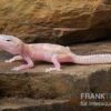 Leopardgecko, Eublepharis Macularius, TREMPER ALBINO MACK SNOW RAPTOR 1 Leopardgecko, Eublepharis Macularius, TREMPER ALBINO MACK SNOW RAPTOR -Zoofachgeschäft Leopardgecko Eublepharis macularius Tremper Albino Mack Snow Raptor 12