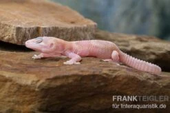 Leopardgecko, Eublepharis Macularius, TREMPER ALBINO MACK SNOW RAPTOR -Zoofachgeschäft Leopardgecko Eublepharis macularius Tremper Albino Mack Snow Raptor 2