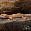 Leopardgecko, Eublepharis Macularius, TREMPER ALBINO TANGERINE 2 Leopardgecko, Eublepharis Macularius, TREMPER ALBINO TANGERINE -Zoofachgeschäft Leopardgecko Eublepharis macularius Tremper Albino Tangerine 1