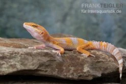 Leopardgecko, Eublepharis Macularius, TREMPER ALBINO TANGERINE -Zoofachgeschäft Leopardgecko Eublepharis macularius Tremper Albino Tangerine 11