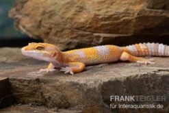 Leopardgecko, Eublepharis Macularius, TREMPER ALBINO TANGERINE -Zoofachgeschäft Leopardgecko Eublepharis macularius Tremper Albino Tangerine 14