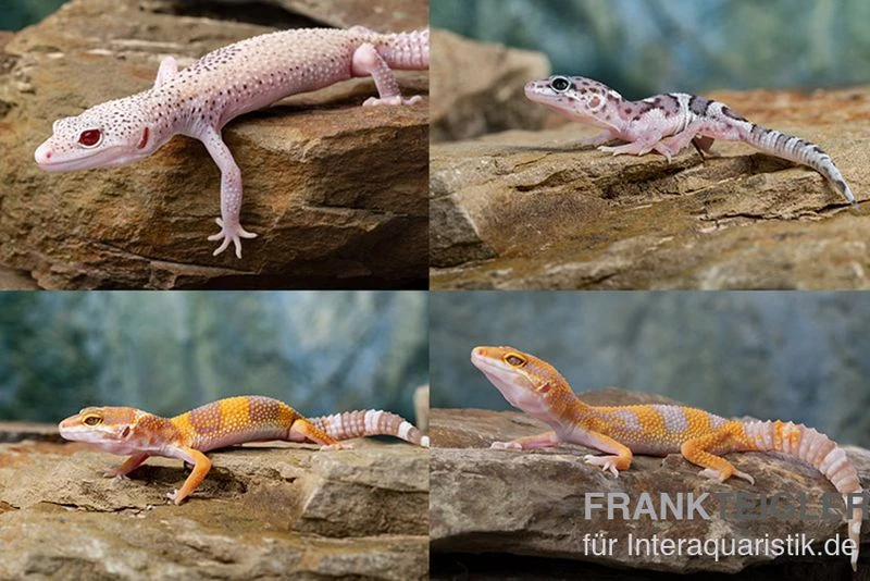 Leopardgecko Farbmix, Eublepharis macularius Leopardgecko Farbmix, Eublepharis Macularius -Zoofachgeschäft Leopardgecko