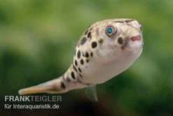 Leopardkugelfisch, Tetraodon Schoutedeni 3 Leopardkugelfisch, Tetraodon Schoutedeni -Zoofachgeschäft Leopardkugelfisch Tetraodon schoutedeni 1
