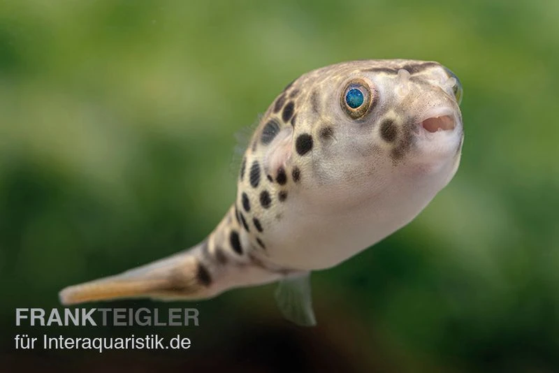 Leopardkugelfisch, Tetraodon schoutedeni Leopardkugelfisch, Tetraodon Schoutedeni -Zoofachgeschäft Leopardkugelfisch Tetraodon schoutedeni 1