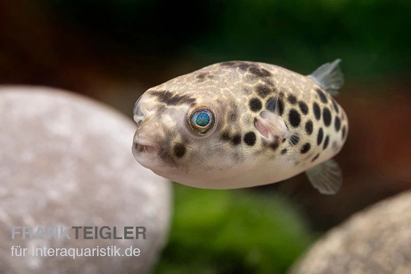 Leopardkugelfisch, Tetraodon schoutedeni Leopardkugelfisch, Tetraodon Schoutedeni -Zoofachgeschäft Leopardkugelfisch Tetraodon schoutedeni 2