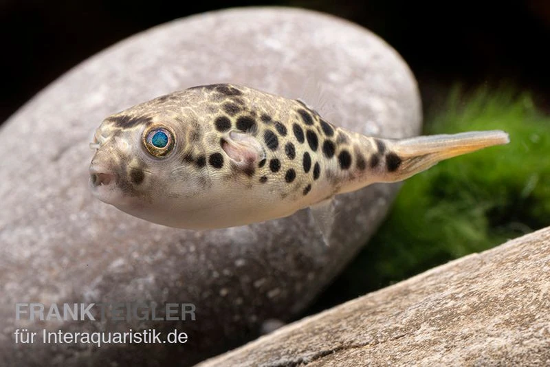 Leopardkugelfisch, Tetraodon schoutedeni Leopardkugelfisch, Tetraodon Schoutedeni -Zoofachgeschäft Leopardkugelfisch Tetraodon schoutedeni 3