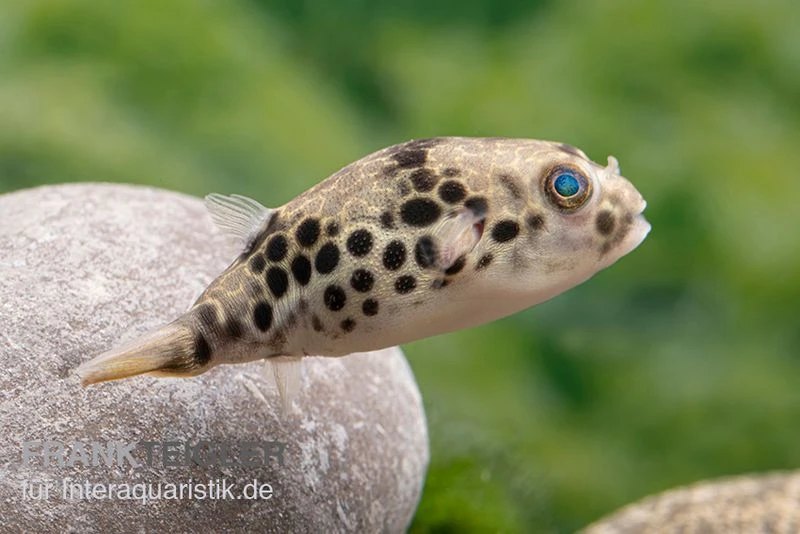 Leopardkugelfisch, Tetraodon schoutedeni Leopardkugelfisch, Tetraodon Schoutedeni -Zoofachgeschäft Leopardkugelfisch Tetraodon schoutedeni 4