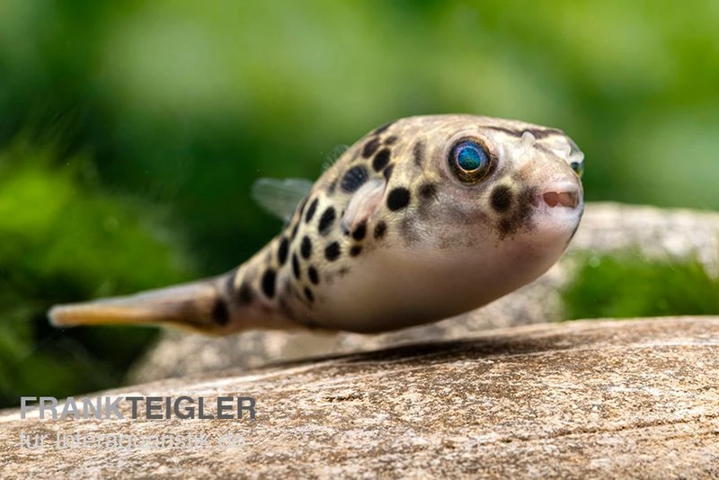 Leopardkugelfisch, Tetraodon schoutedeni Leopardkugelfisch, Tetraodon Schoutedeni -Zoofachgeschäft Leopardkugelfisch Tetraodon schoutedeni 5