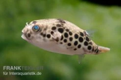 Leopardkugelfisch, Tetraodon Schoutedeni 7 Leopardkugelfisch, Tetraodon Schoutedeni -Zoofachgeschäft Leopardkugelfisch Tetraodon schoutedeni 6
