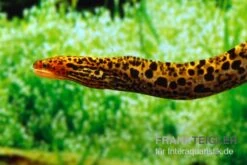 Leopardmuräne, Gymnothorax Polyuranodon (Echte Süßwassermuräne) -Zoofachgeschäft Leopardmuraene Gymnothorax polyuranodon Echte Suesswassermuraene 3