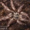 Leopardvogelspinne, Stromatopelma Calceatum XL -Zoofachgeschäft Leopardvogelspinne Stromatopelma calceatum