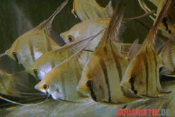 Leopoldi-Peru-Skalar, Pterophyllum Wild „Leopoldi Peru Spotted“