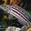 Vierstreifen-Lamprologus, Lepidiolamprologus Nkambae 2 Vierstreifen-Lamprologus, Lepidiolamprologus Nkambae -Zoofachgeschäft Lepidiolamprologus nkambae