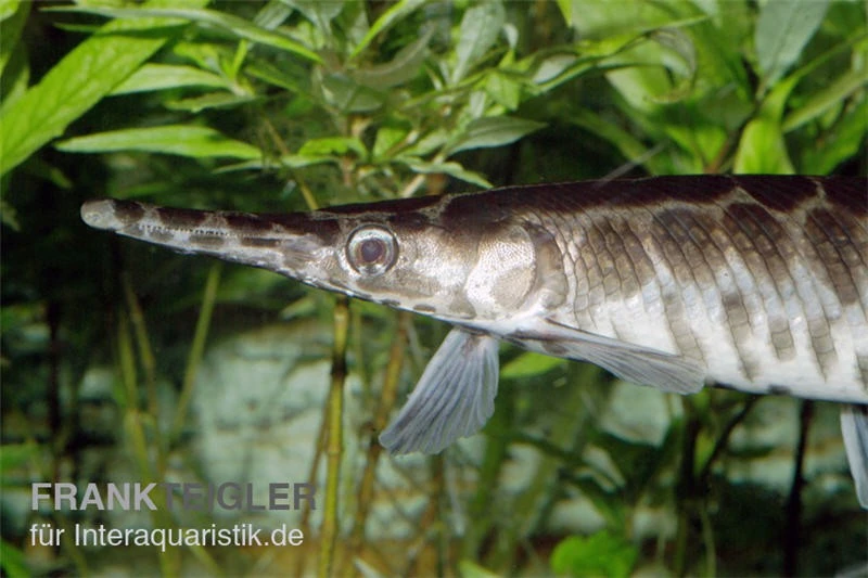 Gefleckter Knochenhecht, Kaimanfisch, Lepisosteus oculatus Gefleckter Knochenhecht, Kaimanfisch, Lepisosteus Oculatus -Zoofachgeschäft Lepisosteus oculatus gefleckter knochenhecht