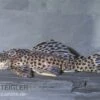 Leopard-Rüsselzahnwelse, Leporacanthicus Heterodon, L172B -Zoofachgeschäft Leporacanthicus heterodon