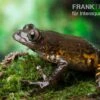 Big-Eye Frog, Leptopilis Spec. Big-Eye Frog -Zoofachgeschäft Leptopilis spec big eyes